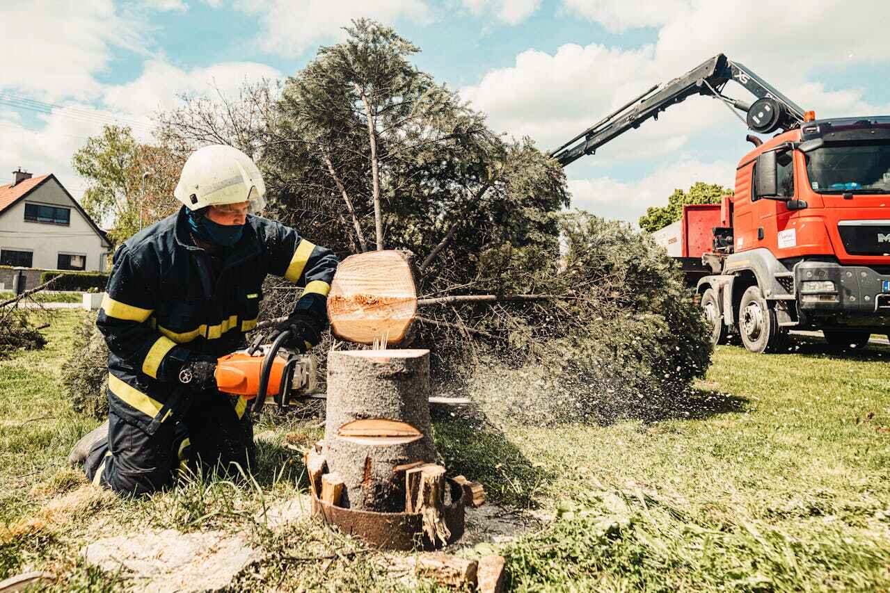 Tree Branch Trimming in Gibbsboro, NJ